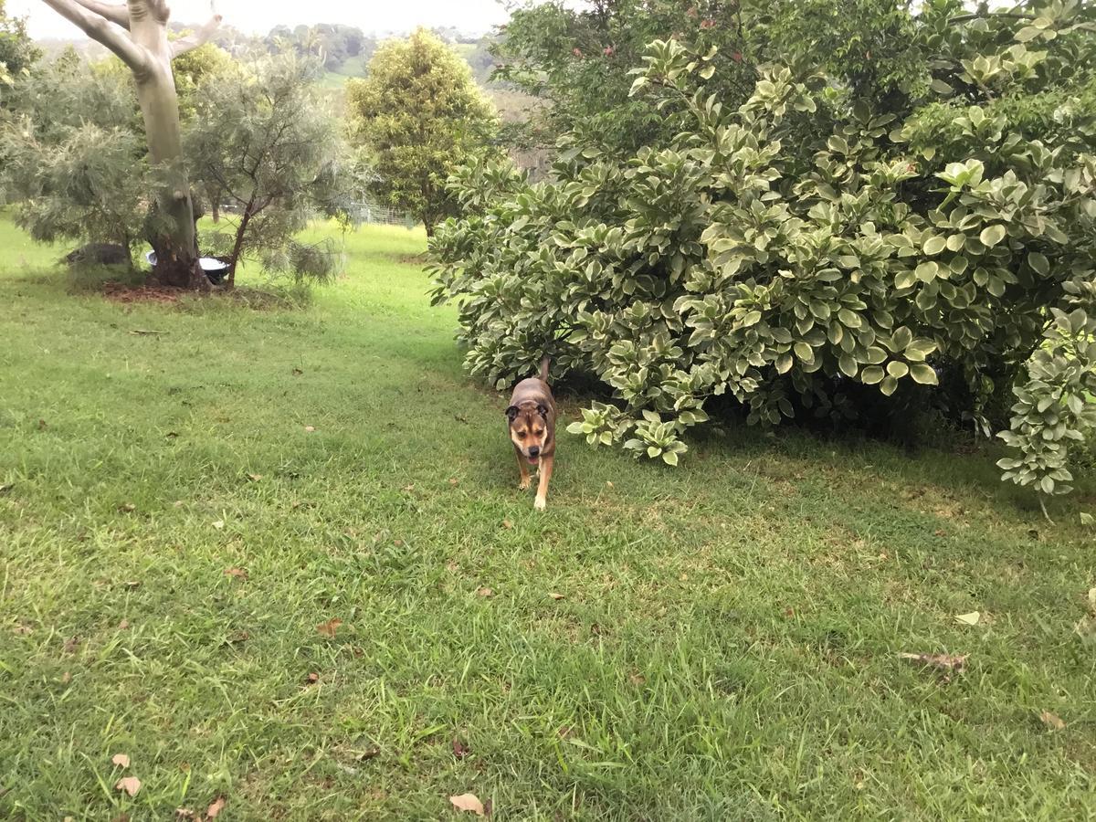 Гостьовий будинок Tropical Coast Retreat - Pet Friendly - Adult Only Кінгскліфф Екстер'єр фото